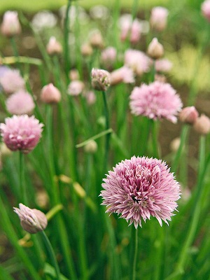 CHIVES Dolores